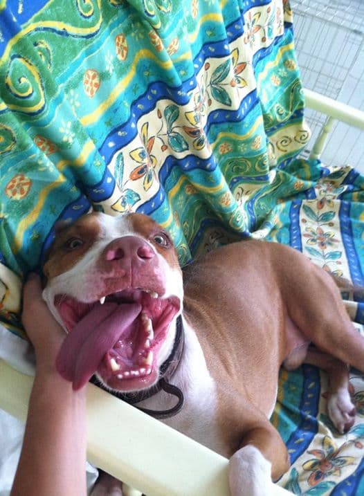 Orion grinning upside down on a colorful blanket, tongue out.