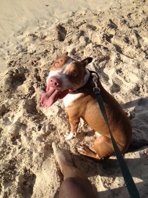 Orion sitting on the sand on his leash, tongue out, looking up at the camera.