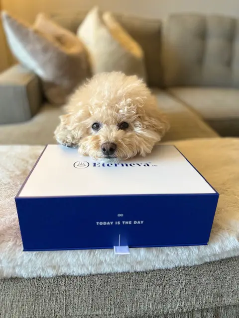 A small fluffy doodle resting its head on an Eterneva box that reads 'Today is the day'
