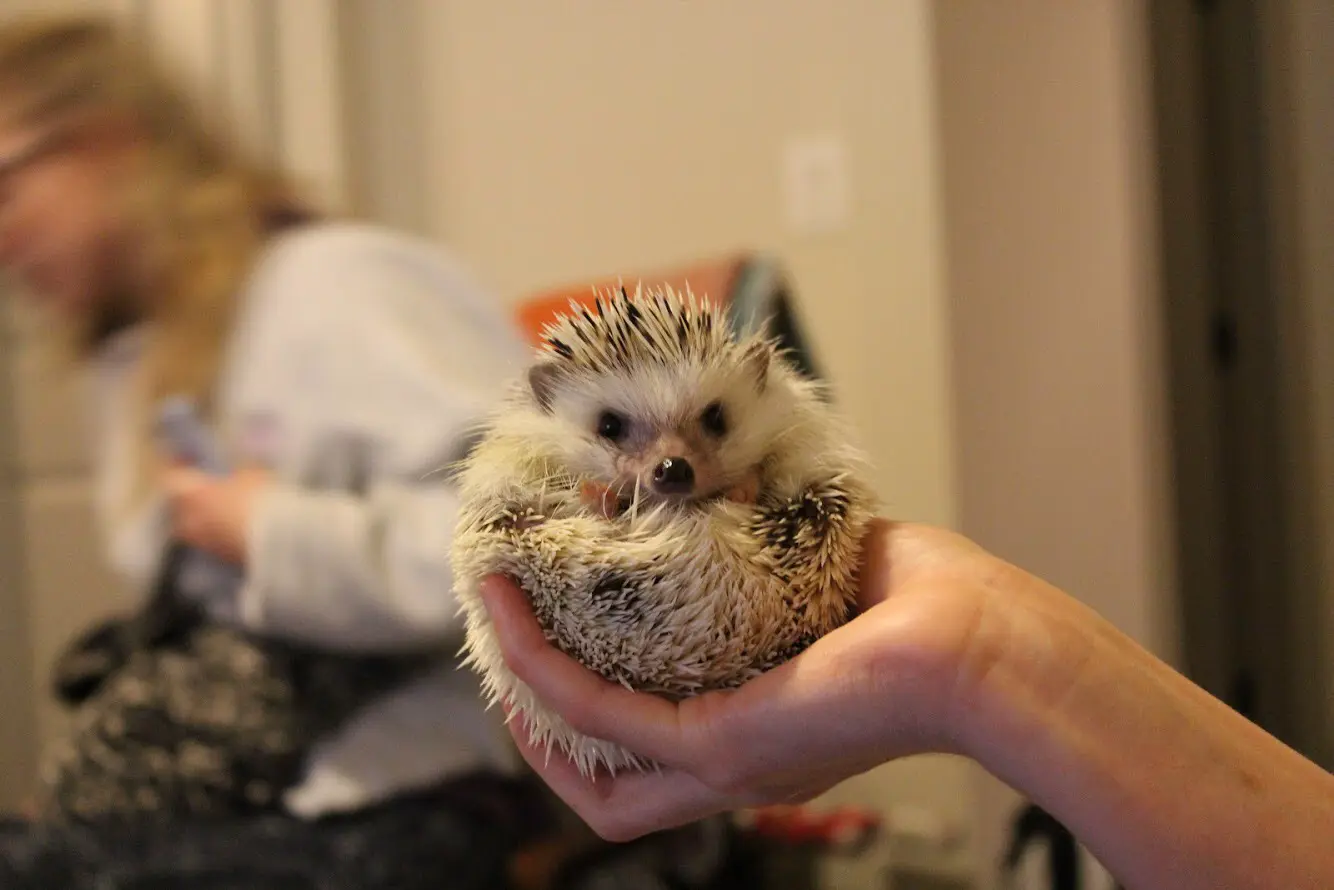Barnabee the hedgehog curled up in the palm of a hand
