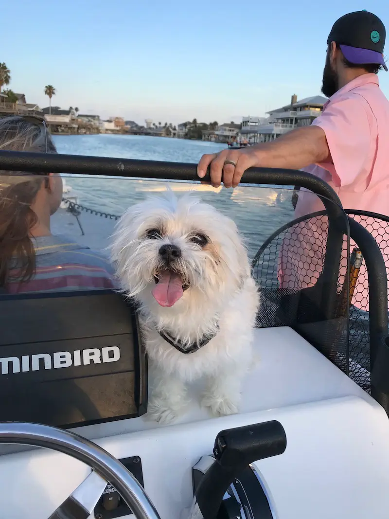 Tessa, a small white dog, smiling at the front of a boat