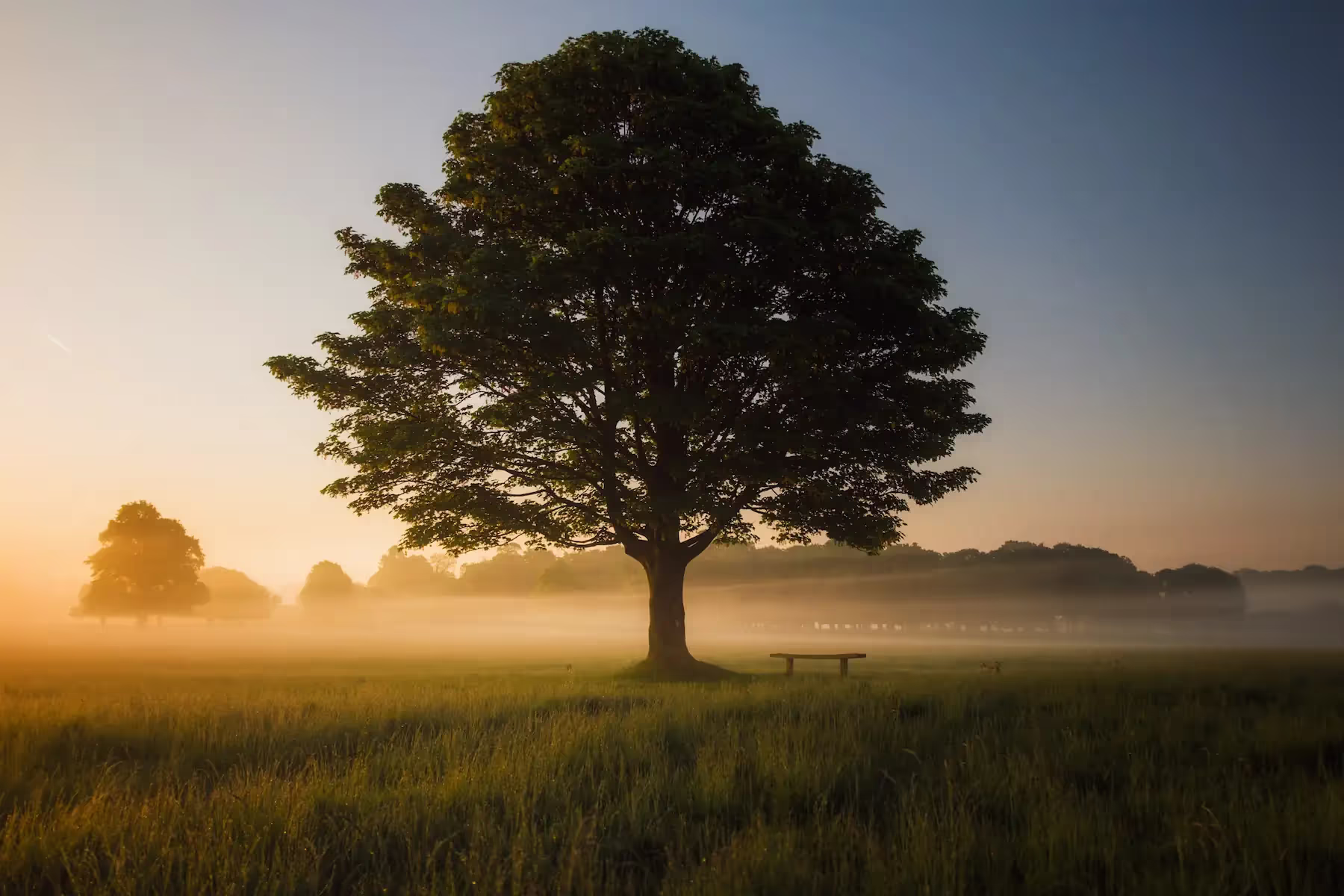 Large tree in the middle of a foggy field.