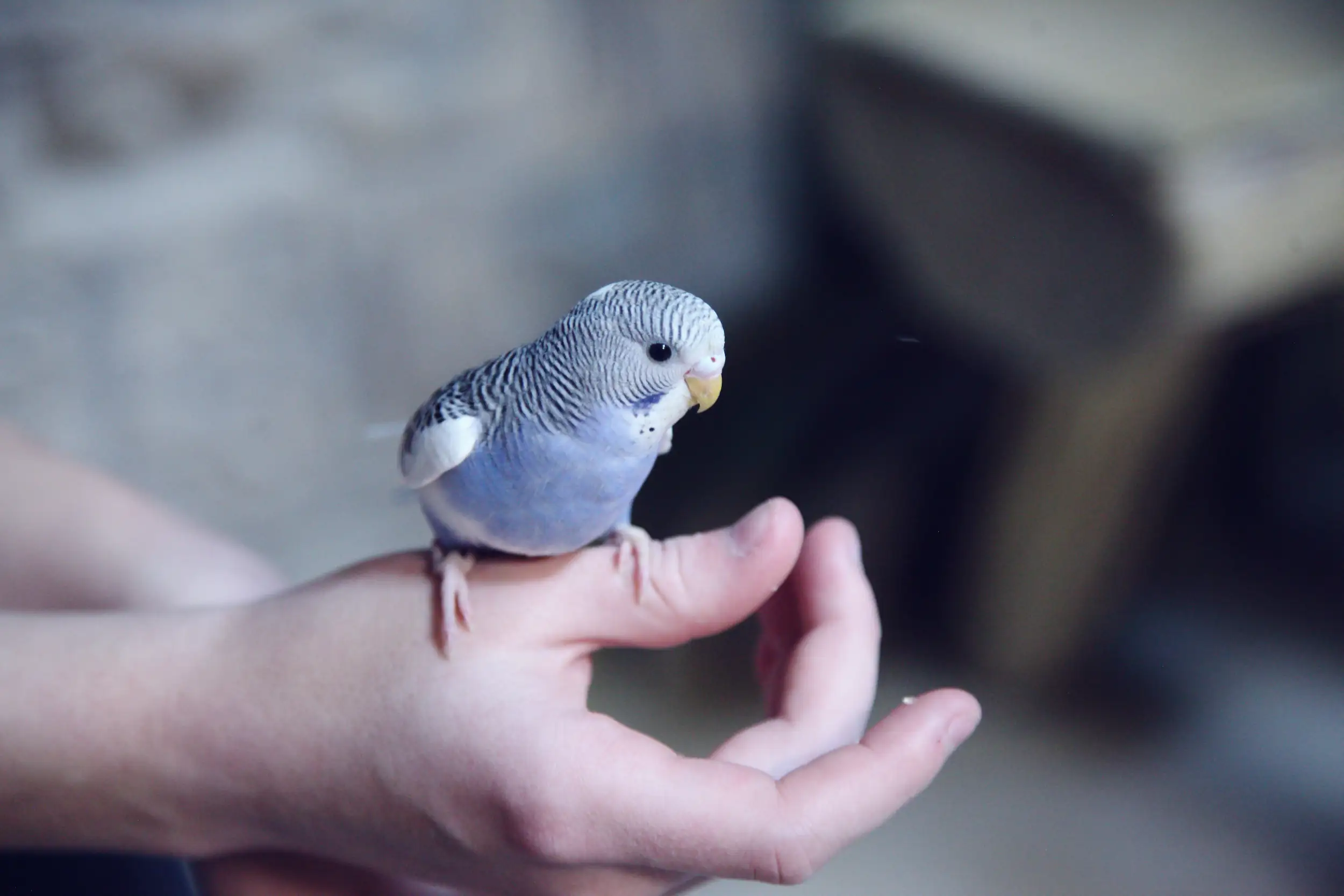 Blue parakeet sitting on owner's finger.