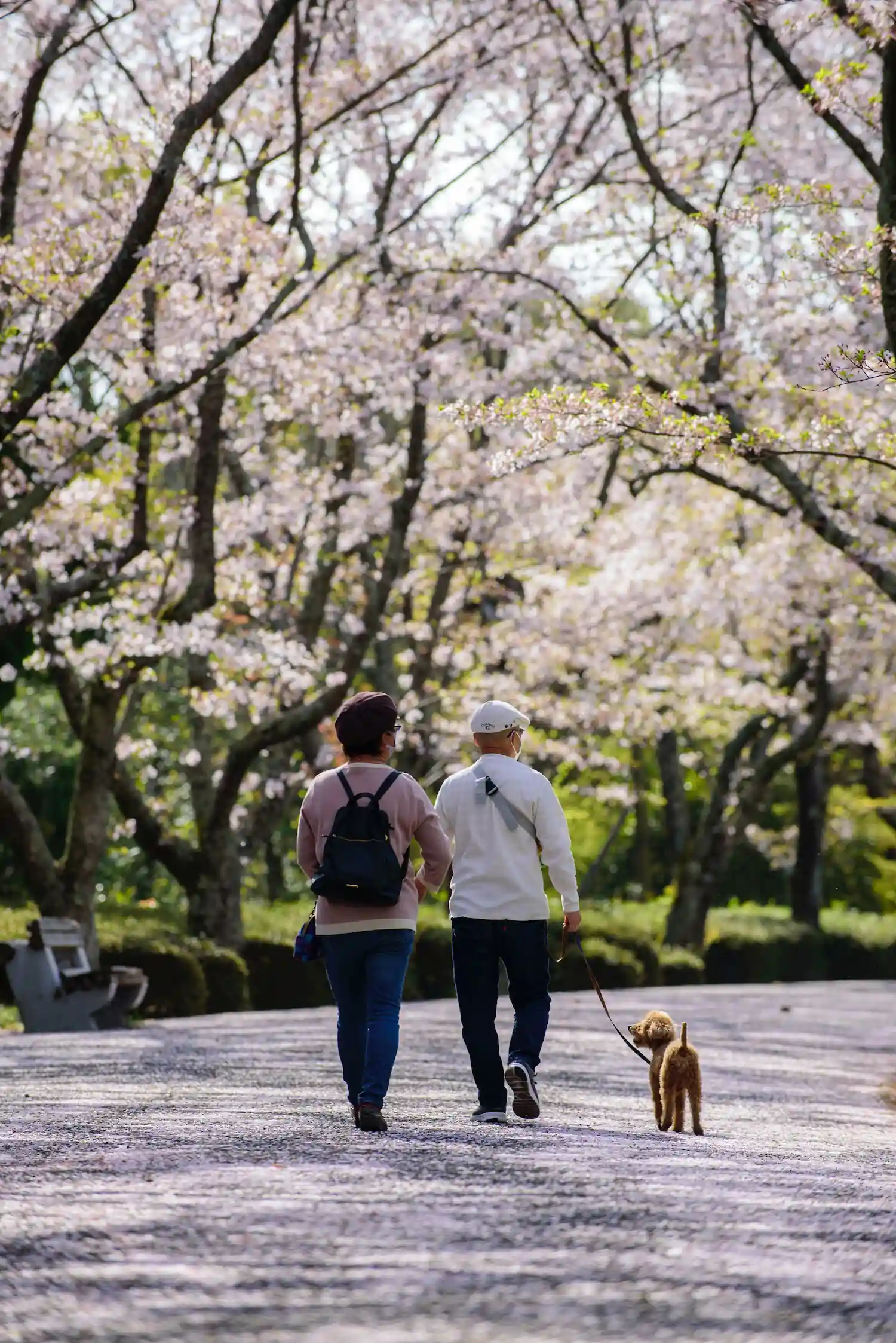 A couple walking a dog in the park.