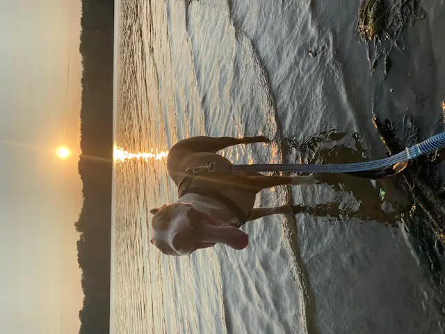 Orion standing in shallow water on a rocky beach at sunset.