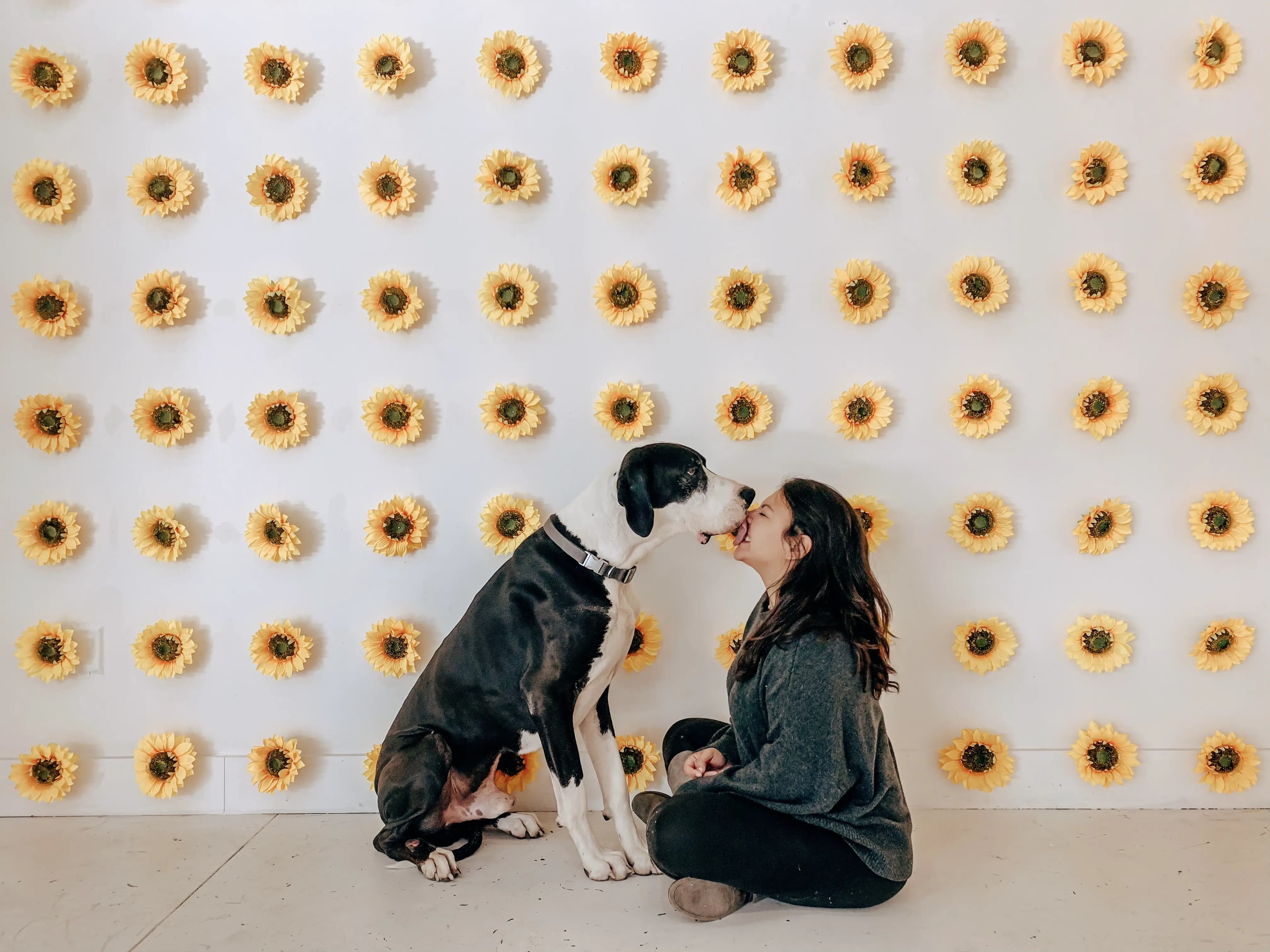 A woman and Apollo the Great Dane touching noses in front of a wall of sunflowers.