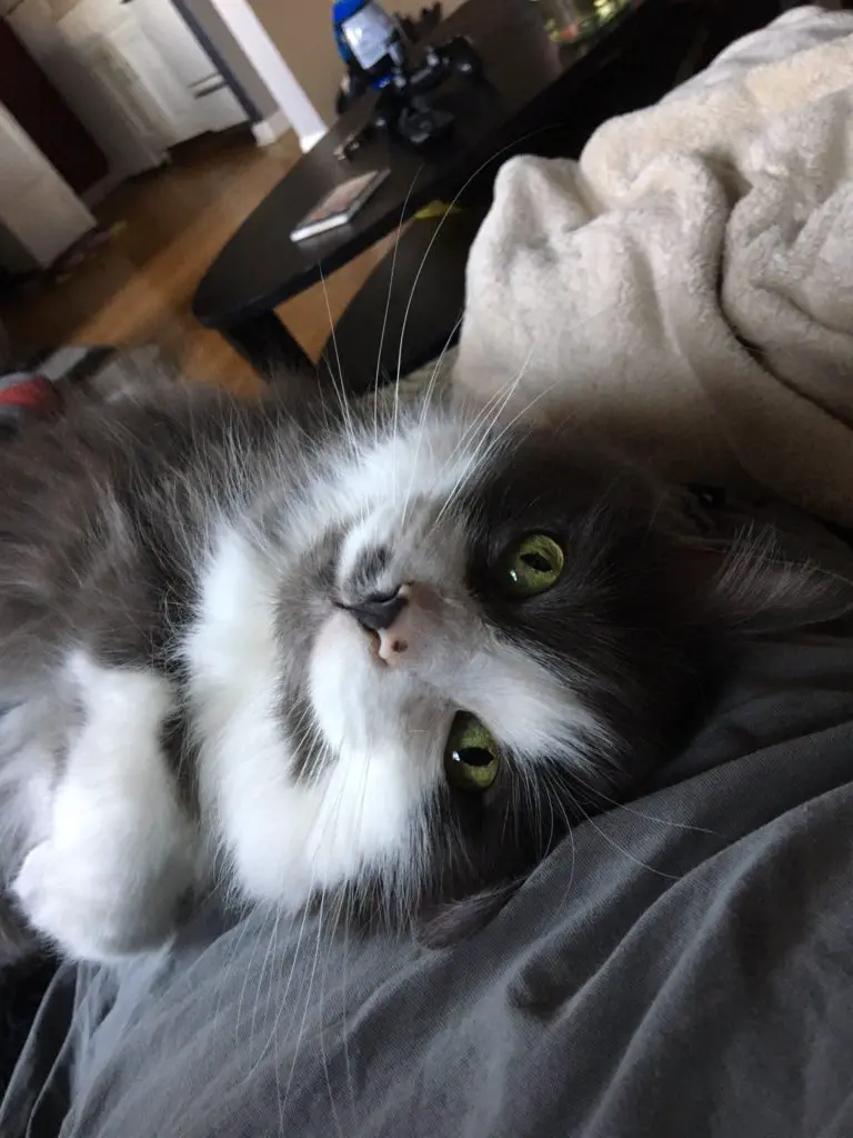 Close-up of Serena relaxing on a gray blanket