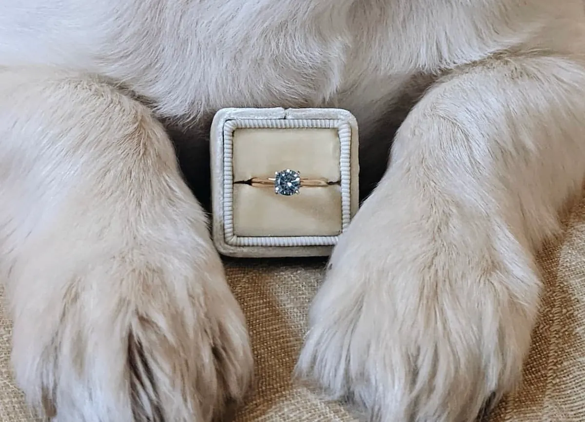 Blue diamond ring between a dogs paws.