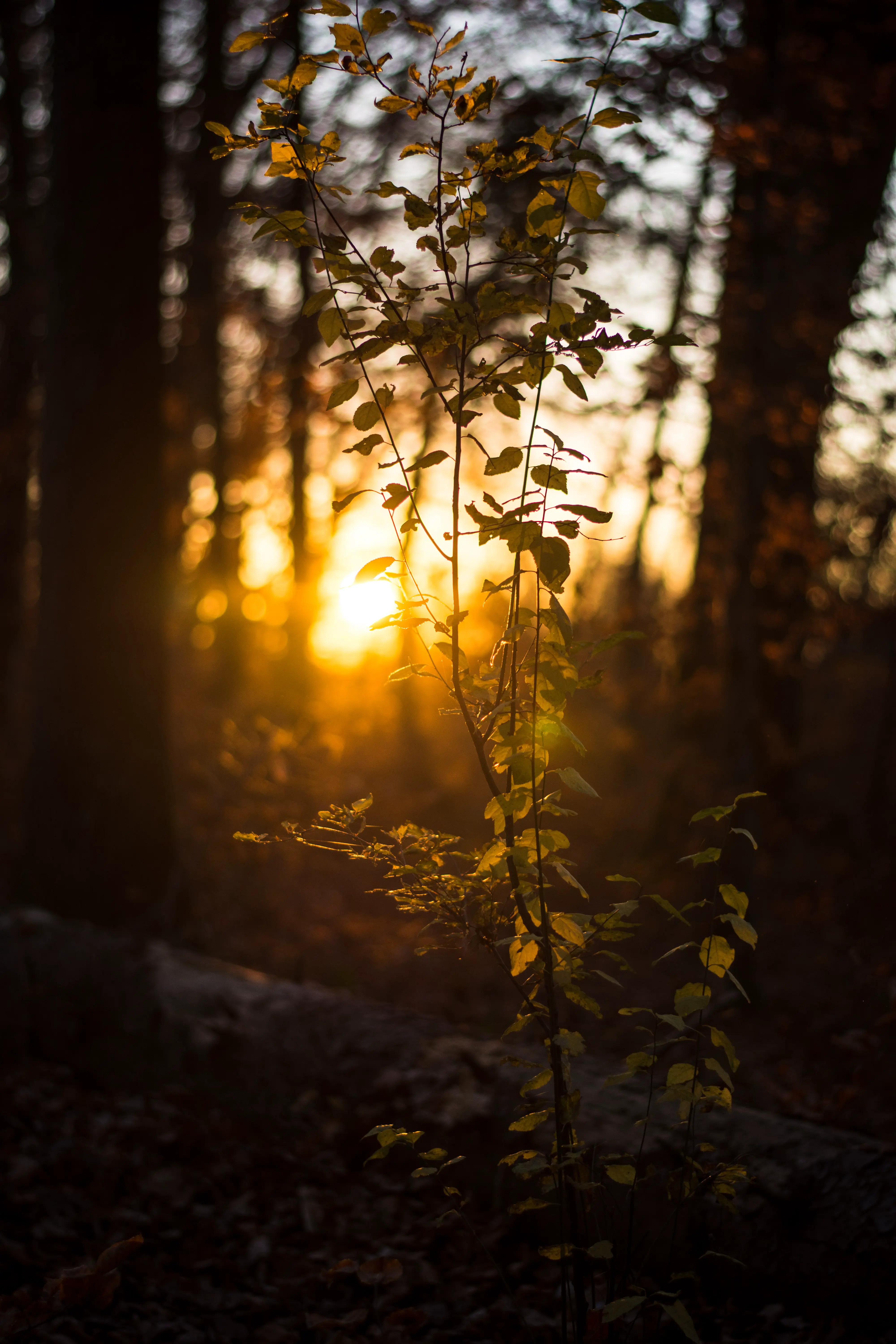 A young sapling lit by sunset in a dark forest.