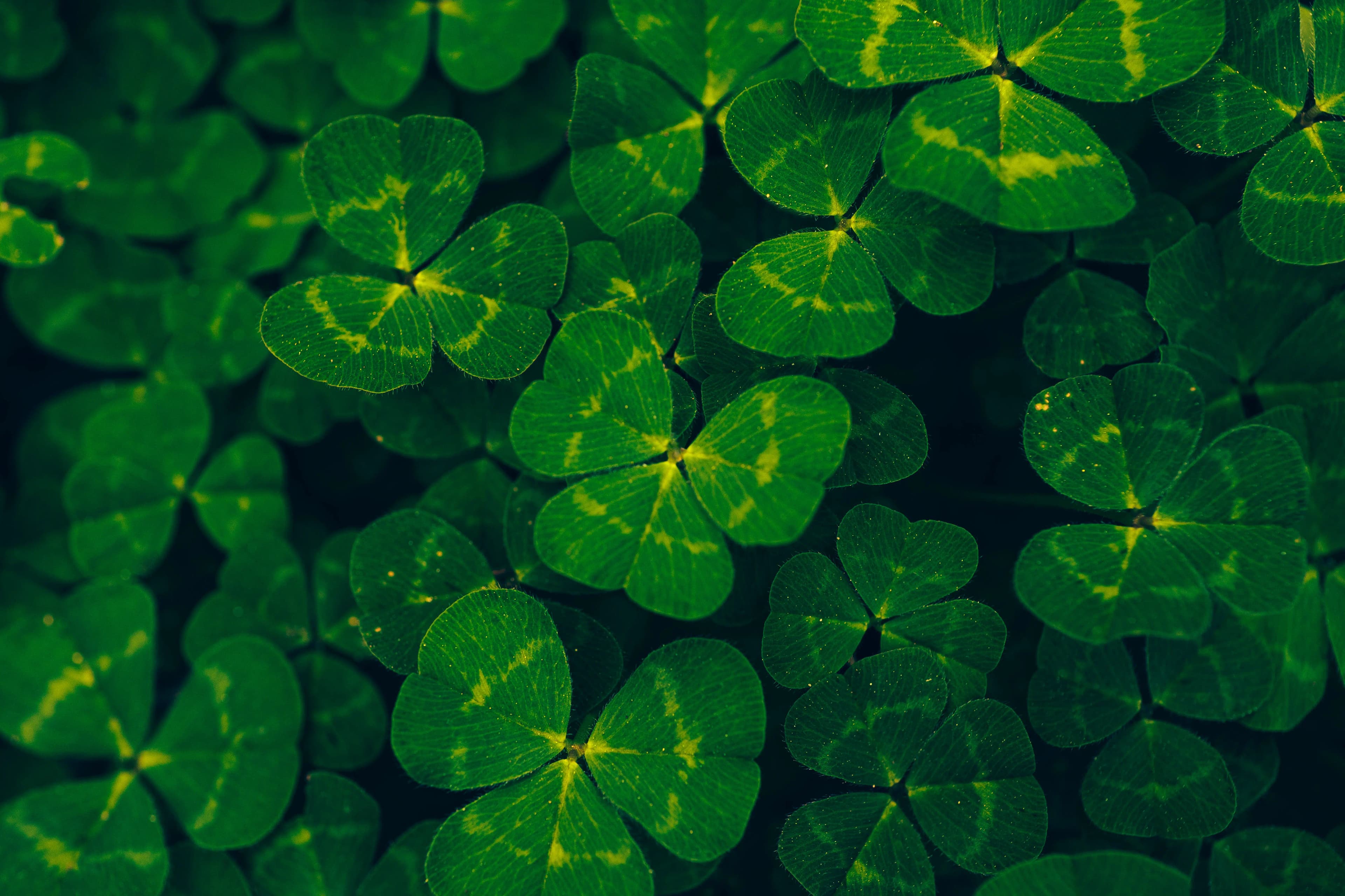 Close-up of bright green clover leaves