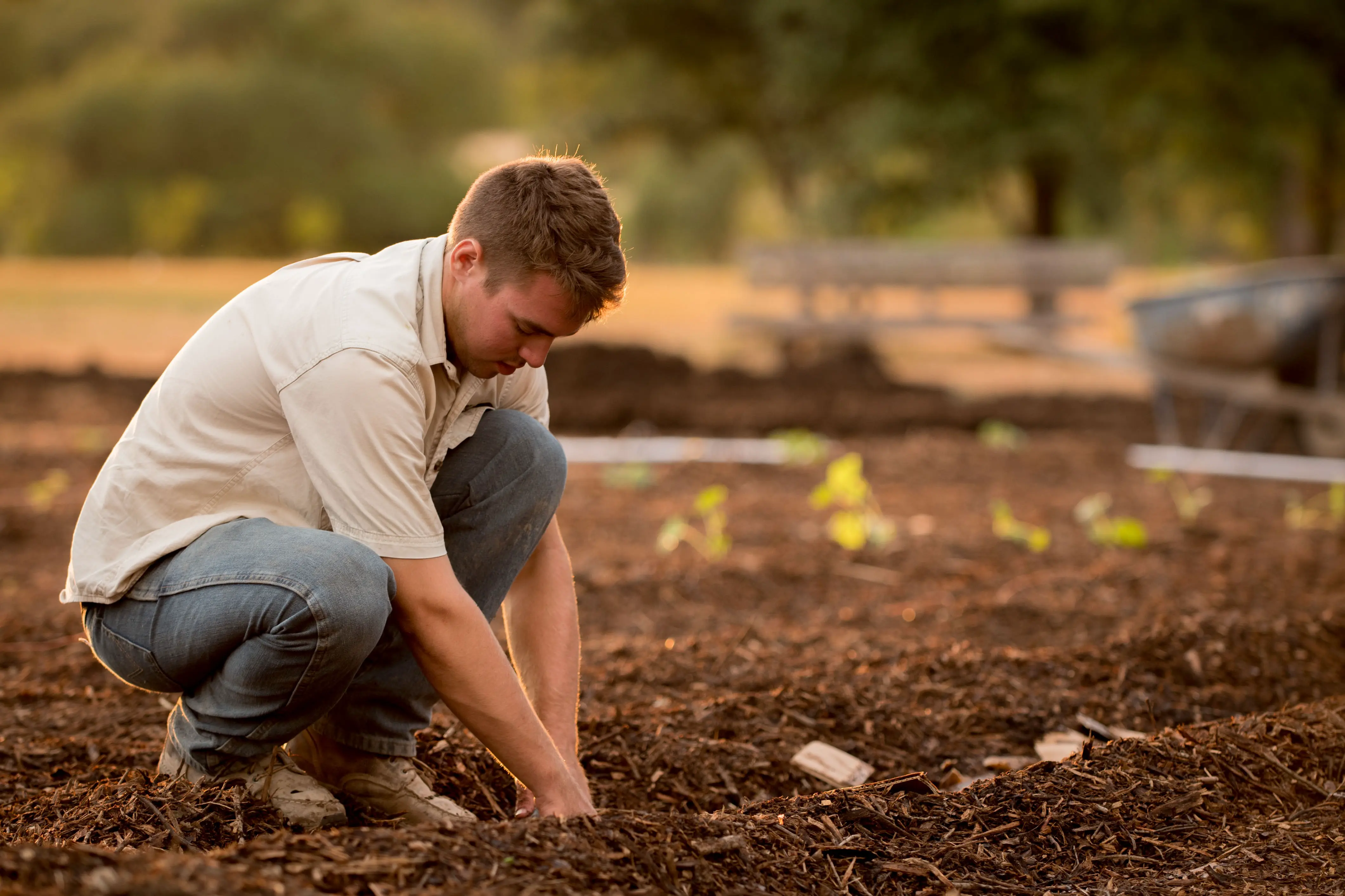 Man kneeling to plant seedlings in fresh soil