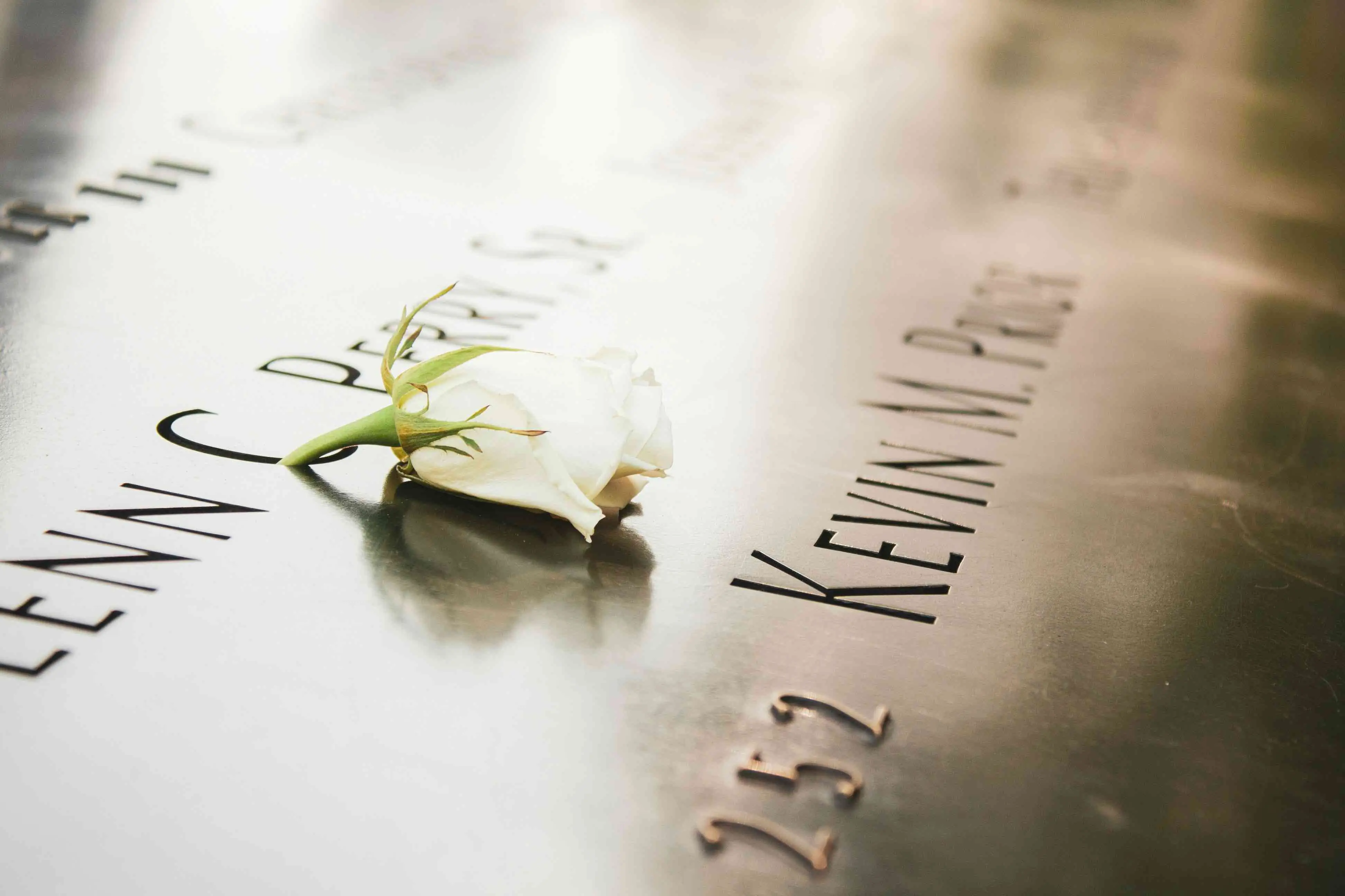 white rose on memorial marker