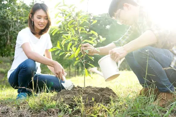Couple planting a young tree in a park, one watering the freshly turned soil.