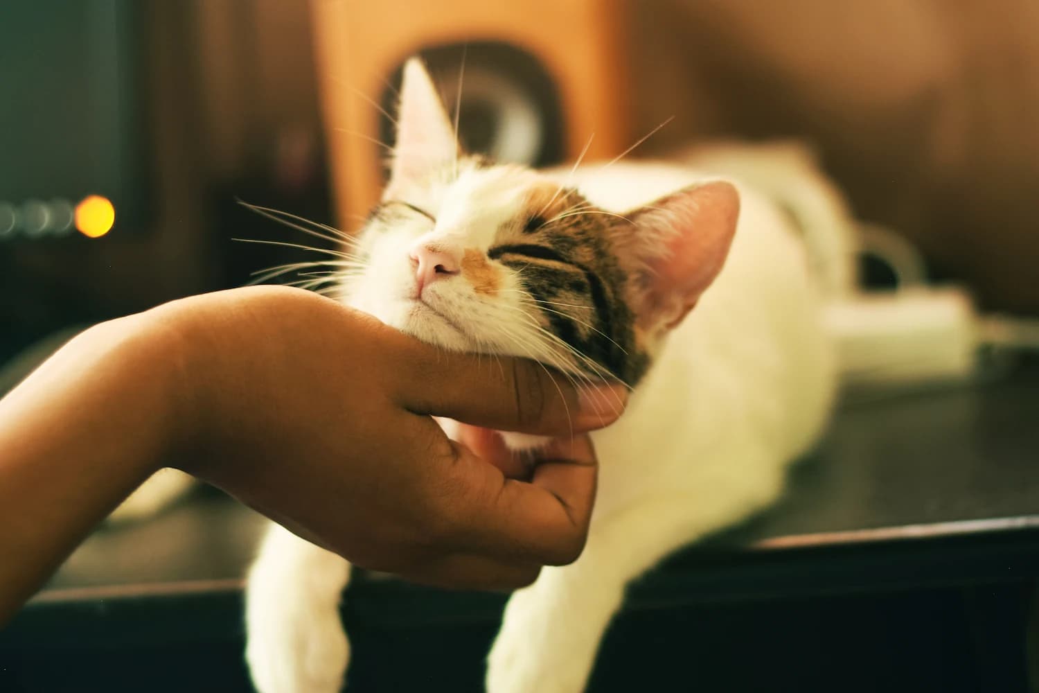 Cat enjoying being pet under its chin.