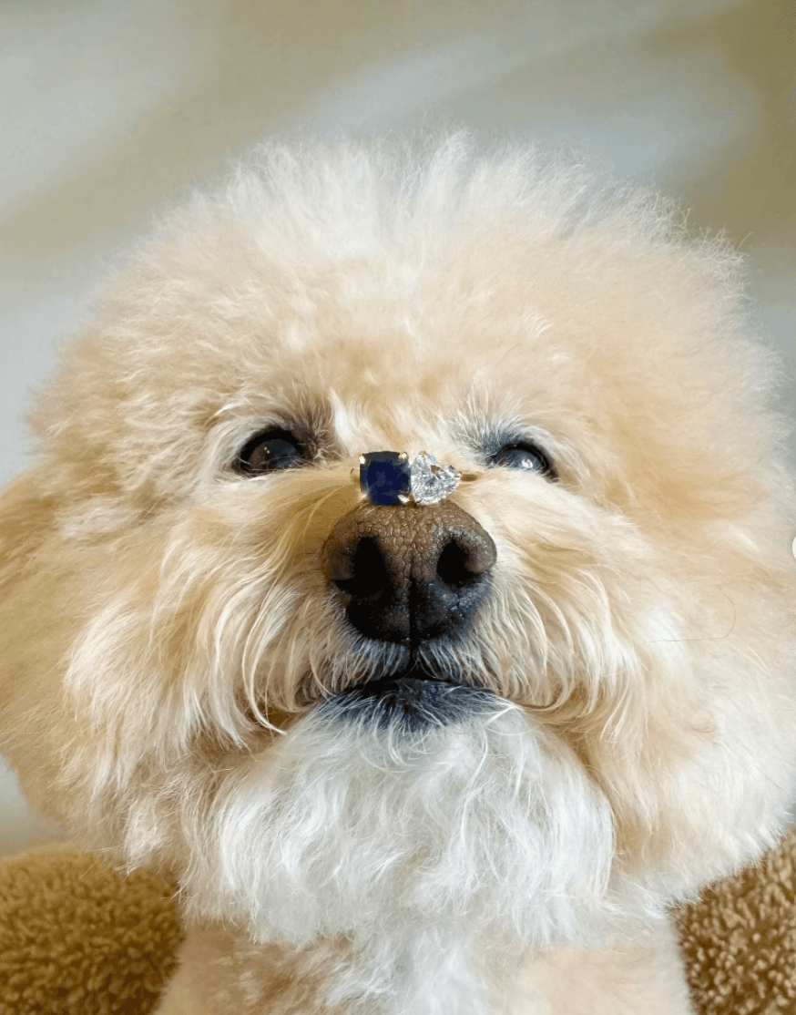 A fluffy cream-colored dog with a memorial diamond ring balanced on its nose