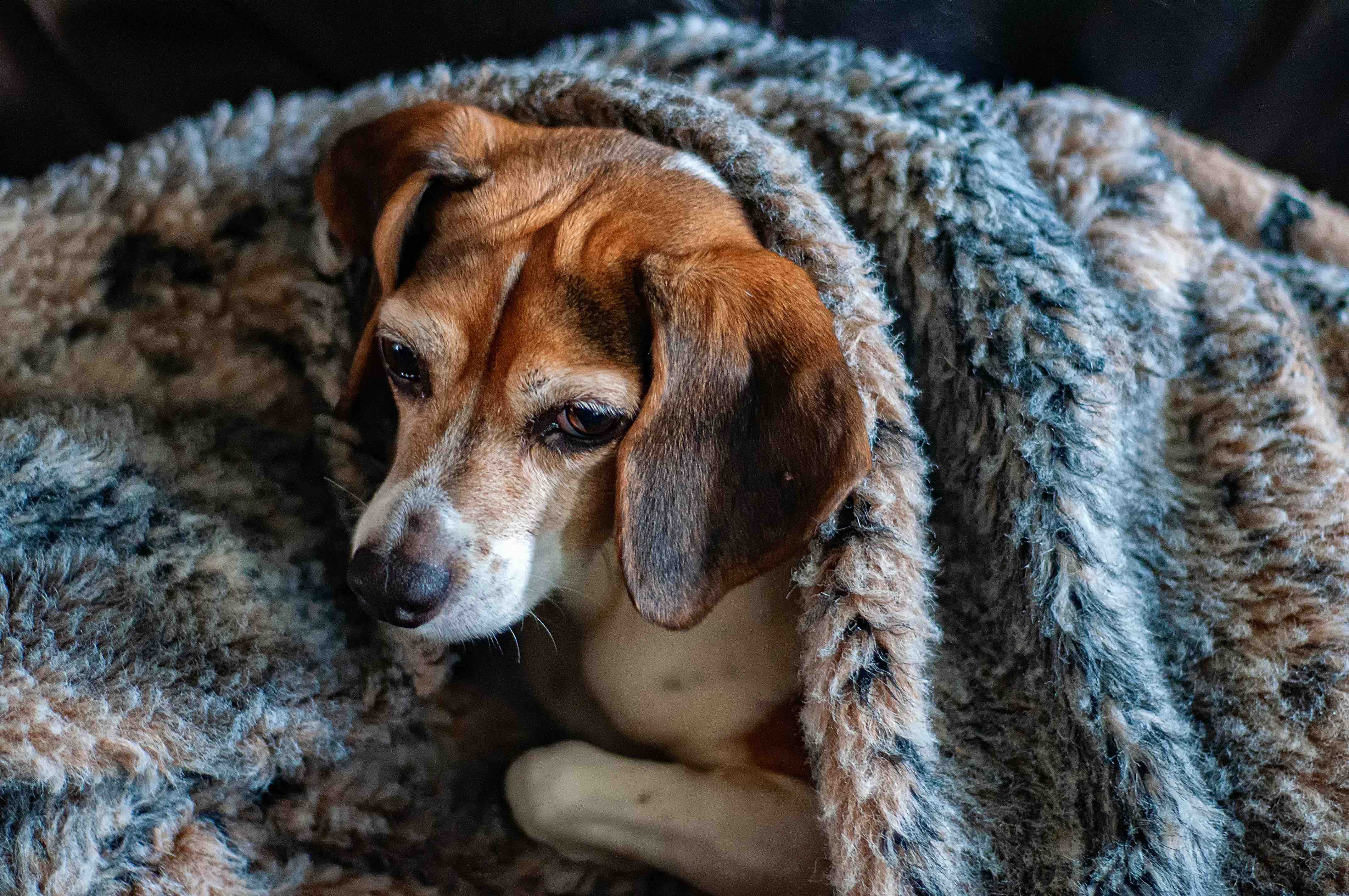 An older beagle wrapped in a fluffy blanket