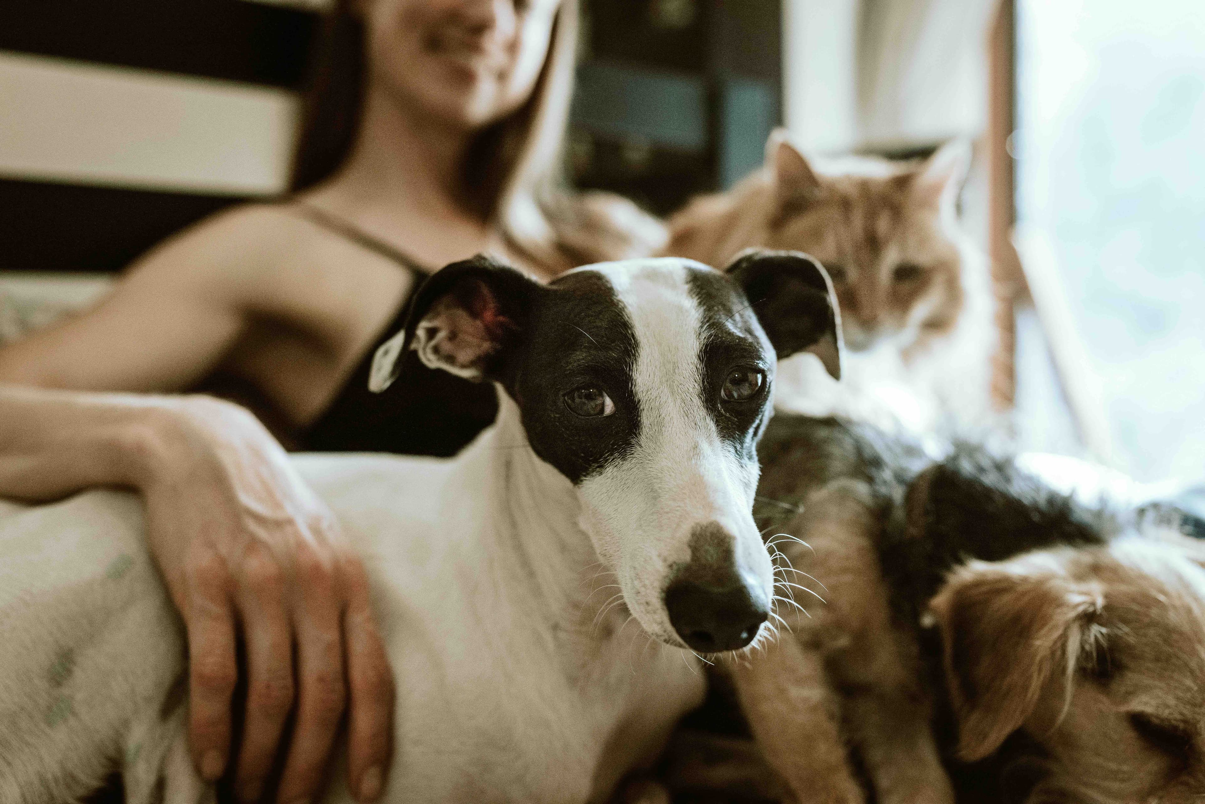 A woman cuddling a black and white dog, with a cat and another dog beside them