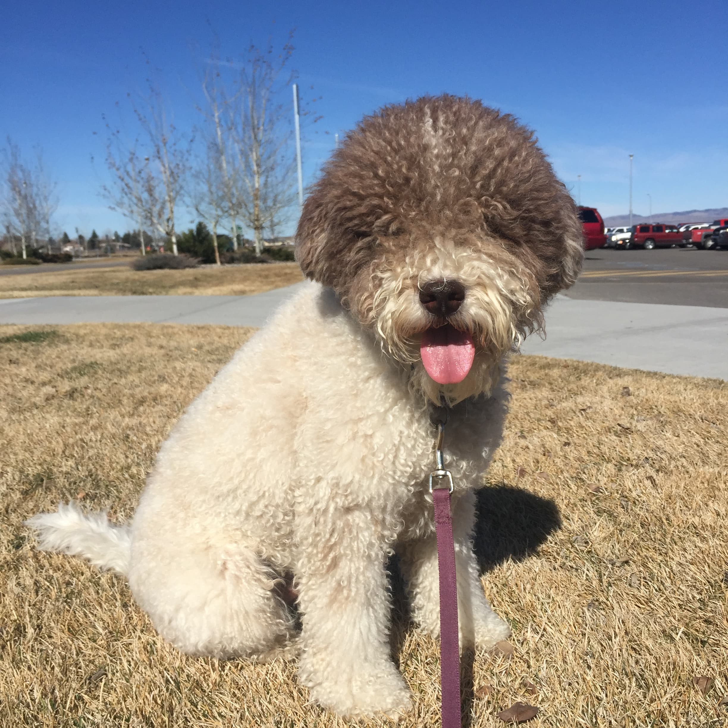 A fluffy brown and white dog sits on dry grass with its tongue out.